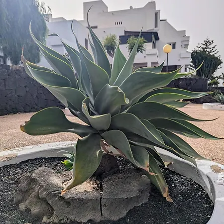 Charming Flat In Molinos With Terrace & Pools, Near Playa Bastian Apartment Costa Teguise